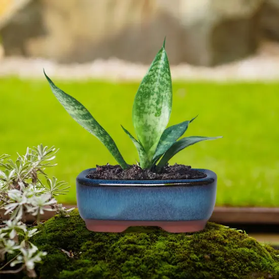 Keramik-Garten-Pflanztöpfe, runder Sukkulenten-Orchideen-Blumentopf für Blumenpflanzen im Innen- und Außenbereich, Blumentopf, Blumentopf mit Löchern 5
