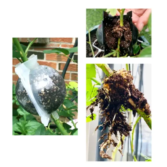 Gartenpflanze Wurzelkugel Inkubator Hochdruck Inkubator Gepfropfter Baum Wurzelung Sämling Anbau Ball Klein Mittel 4