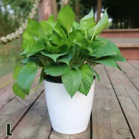 Fauler Blumentopf, selbstbewässernde Pflanze, Blumentopf, Pflanzgefäß für erdloses Pflanzen von Blumen, Tischplatte, Bonsai-Dekoration, Hausgartenbedarf 6
