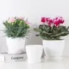 Kunststoff-Blumentopf, Sukkulenten-Topf mit Tablett, grüner Dill, rund, doppelschichtig, kleiner Blumentopf, Heimbüro, Desktop-Dekoration 2